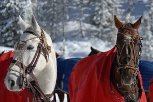 Cortina d’Ampezzo se prepara para impactar con el Italia Polo Challenge Cortina 2020
